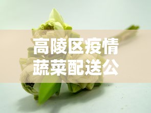 高陵区疫情蔬菜配送公司有哪些
