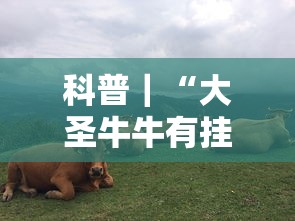 科普｜“大圣牛牛有挂吗”开挂方法